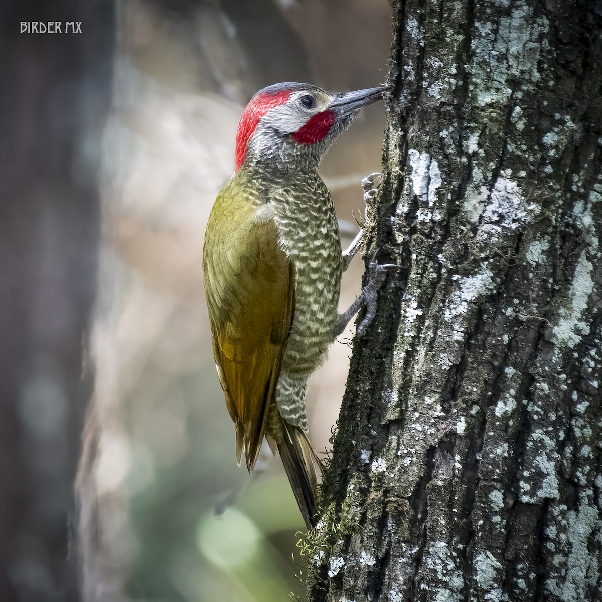 Golden-olive Woodpecker - Rolando Barrera