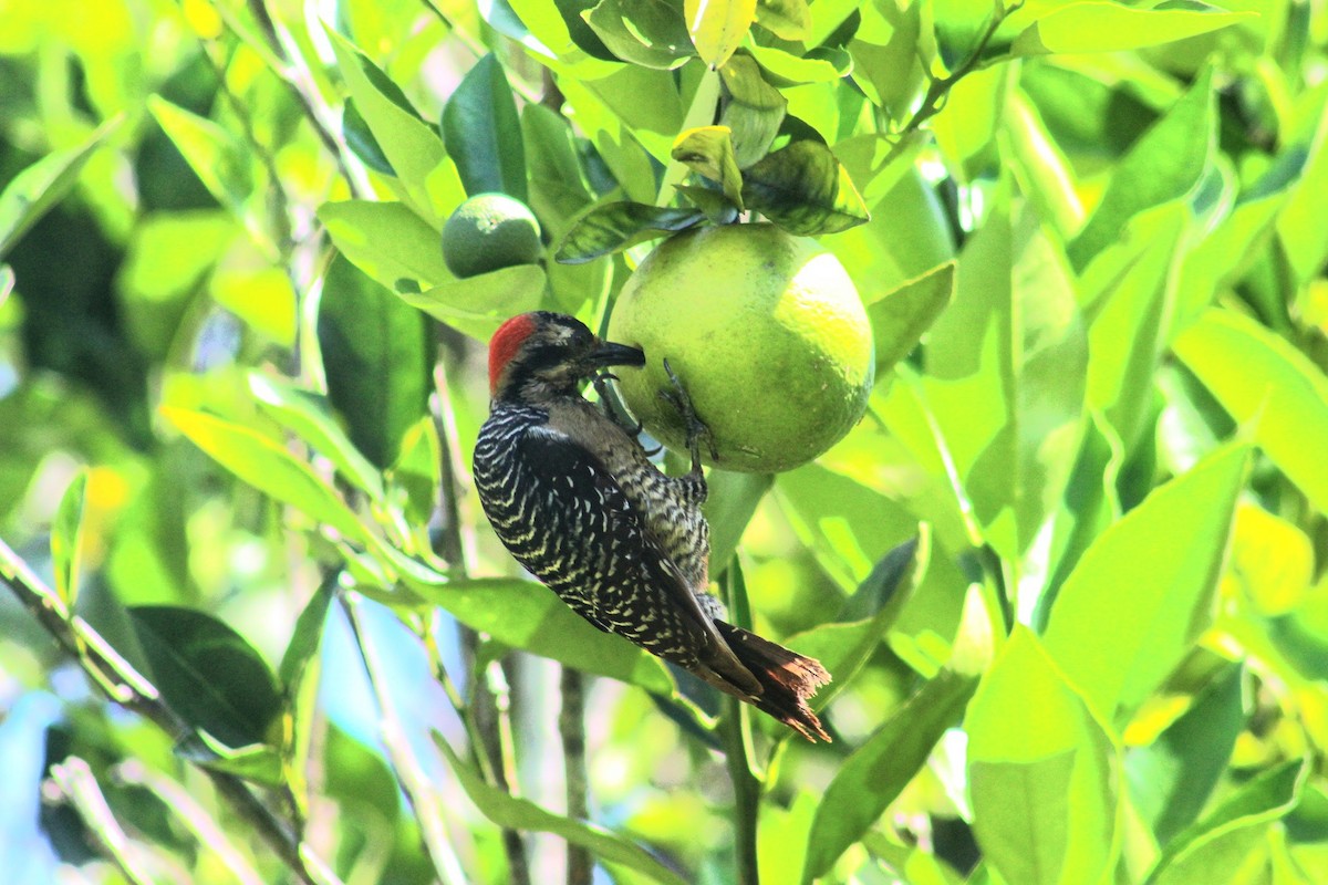Black-cheeked Woodpecker - ML550638101