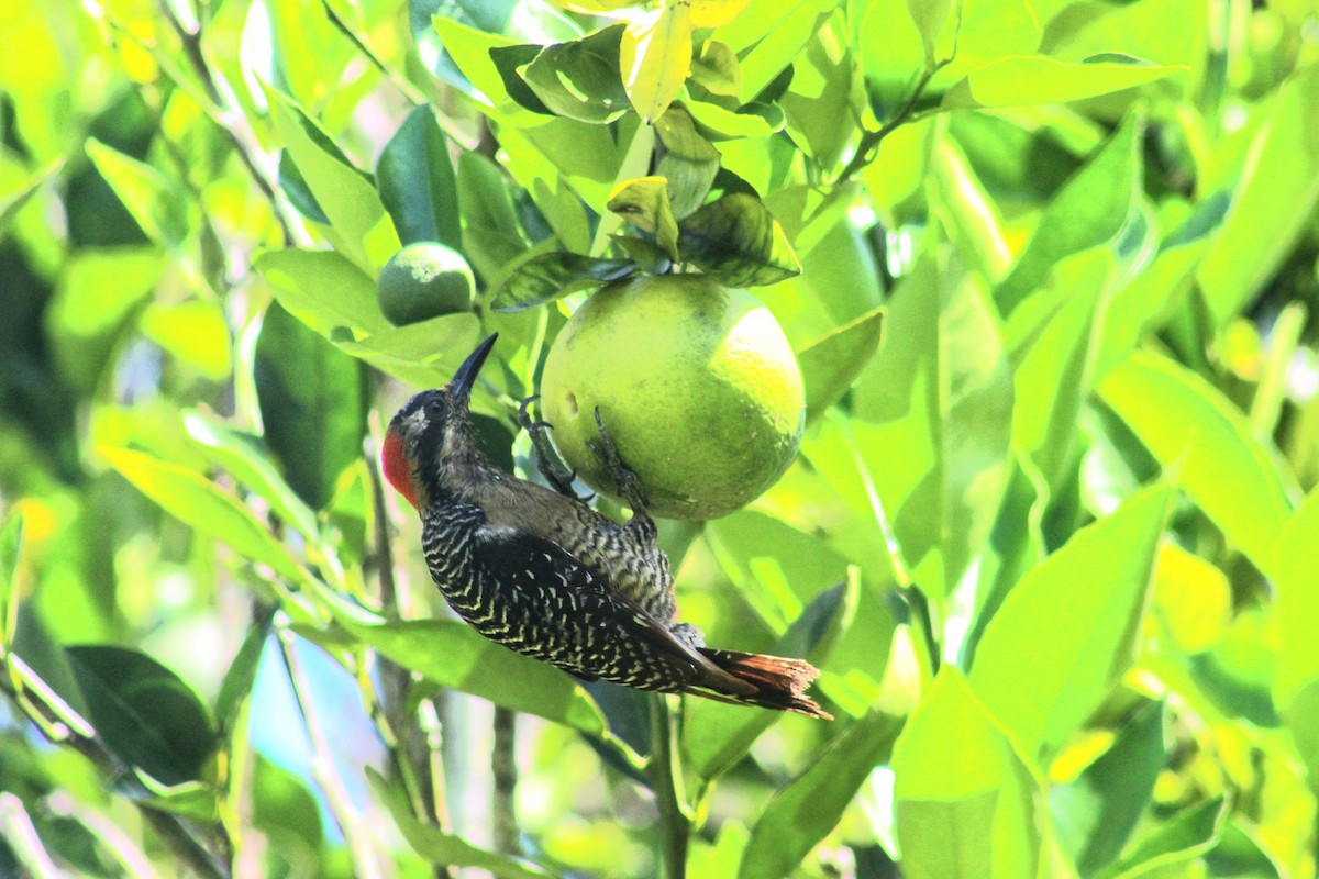 Black-cheeked Woodpecker - ML550638111