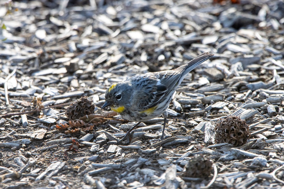 Yellow-rumped Warbler (Audubon's) - ML550639851