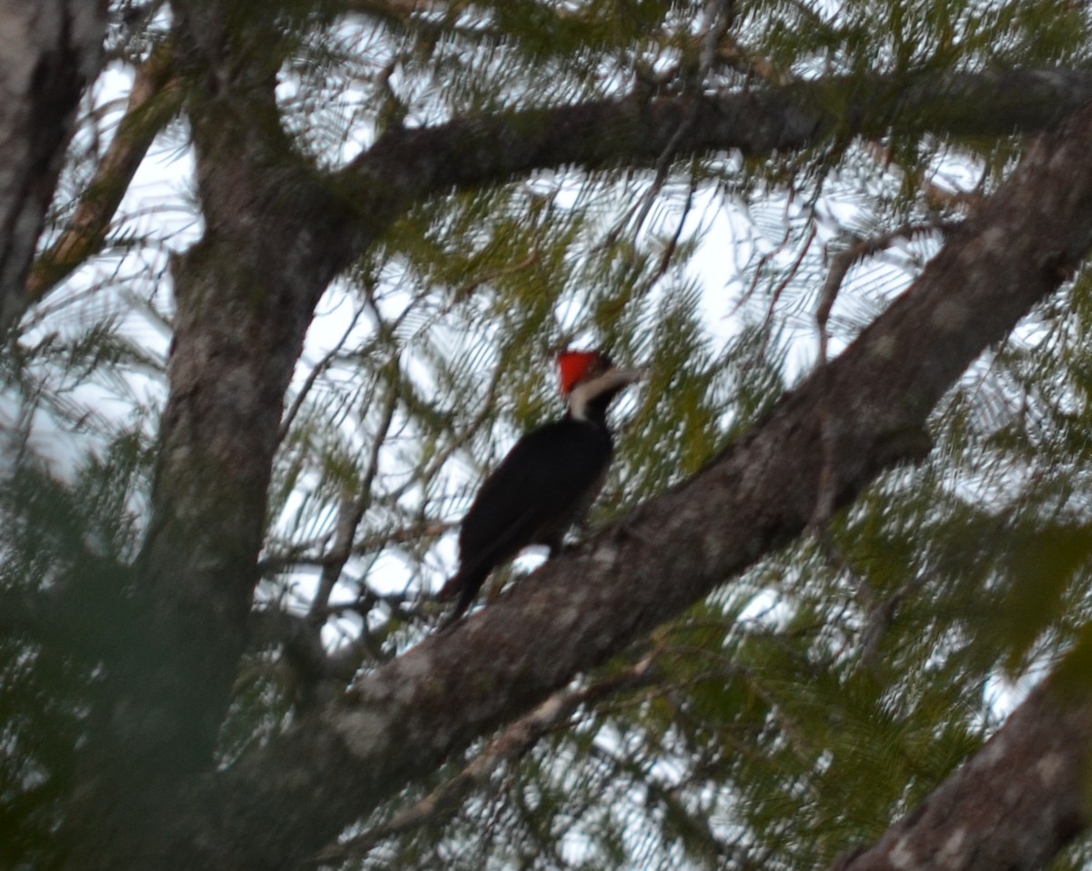 Crimson-crested Woodpecker - ML550646211