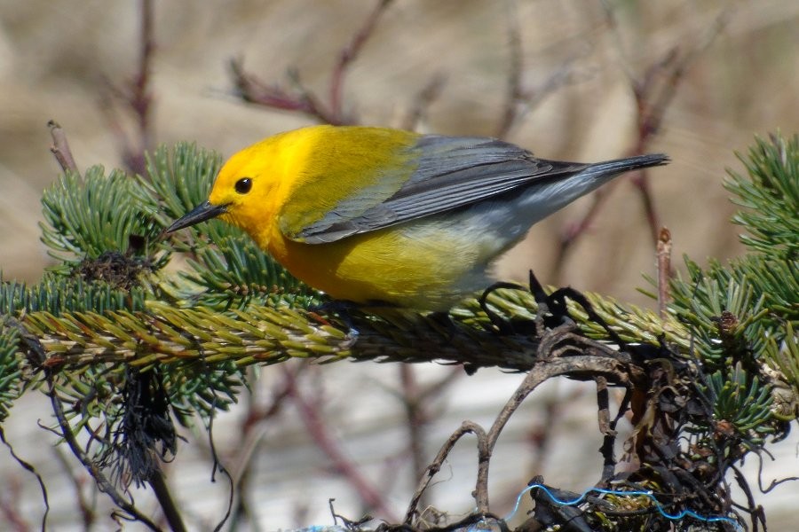 Prothonotary Warbler - ML55064841