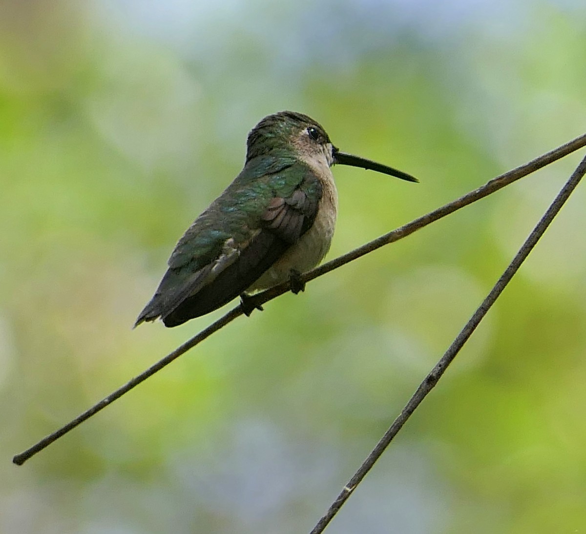 Ruby-throated Hummingbird - Claire Herzog