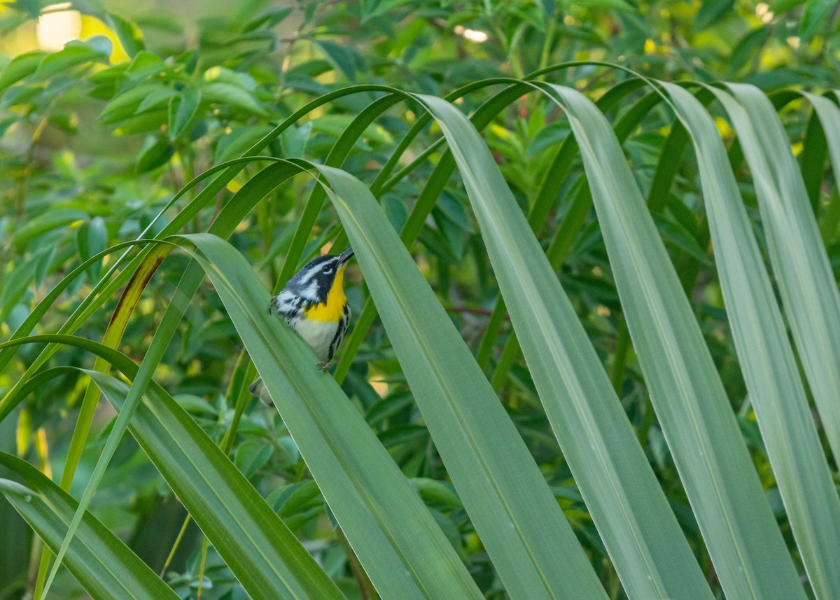 Yellow-throated Warbler - ML550656151