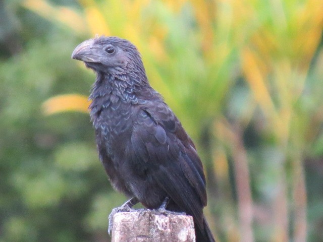 Smooth-billed/Groove-billed Ani - ML550657871