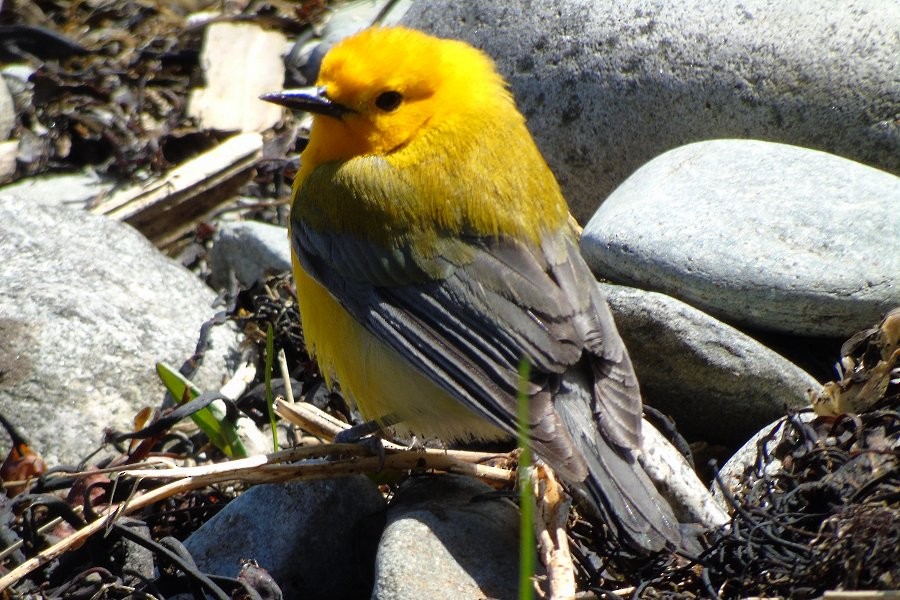 Prothonotary Warbler - ML55065881