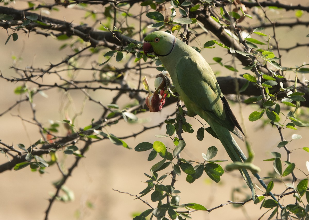 Rose-ringed Parakeet - ML550661011