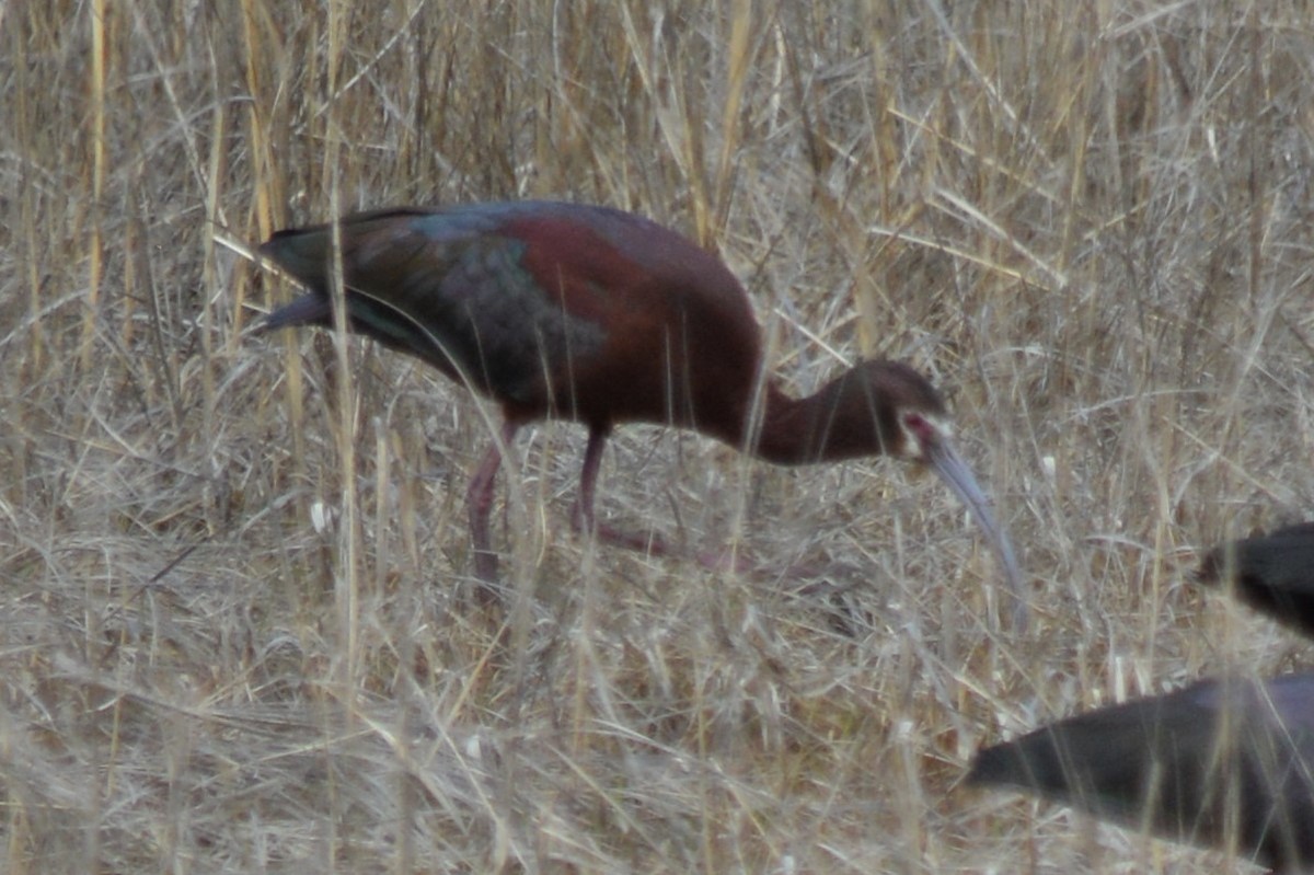 ibis americký - ML55066821