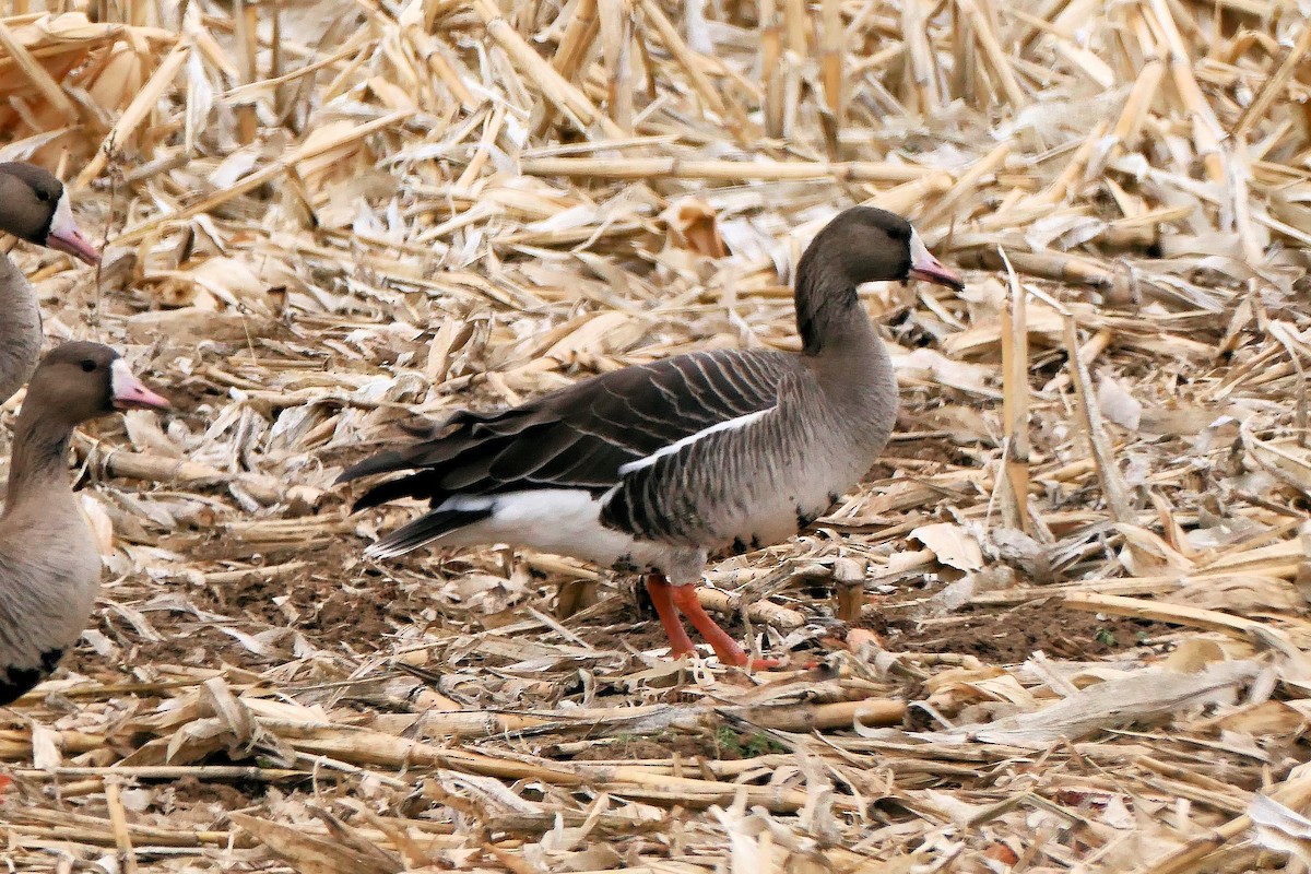 Greater White-fronted Goose - ML550680251