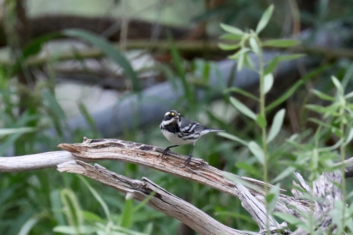 Black-throated Gray Warbler - ML550682751