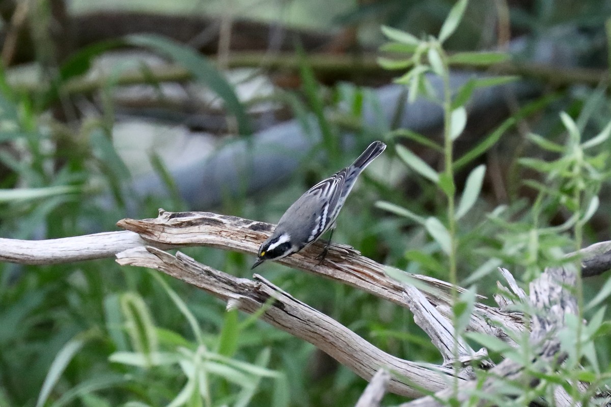 Black-throated Gray Warbler - ML550682761
