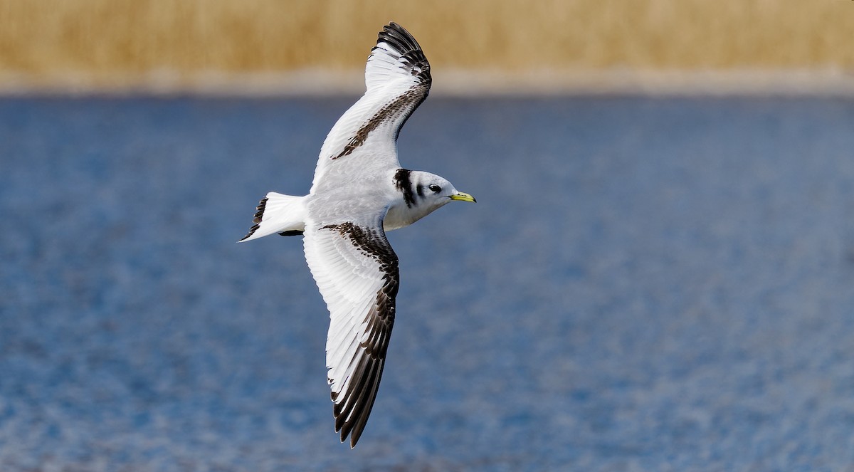 Black-legged Kittiwake - ML550687081