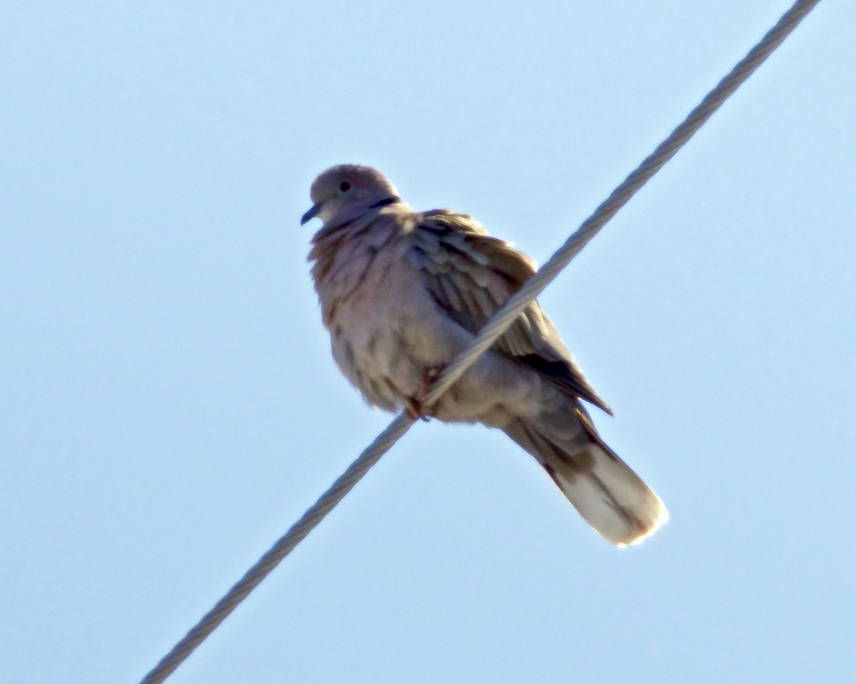 Eurasian Collared-Dove - ML550689391