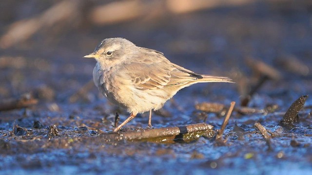 Water Pipit - ML550696171