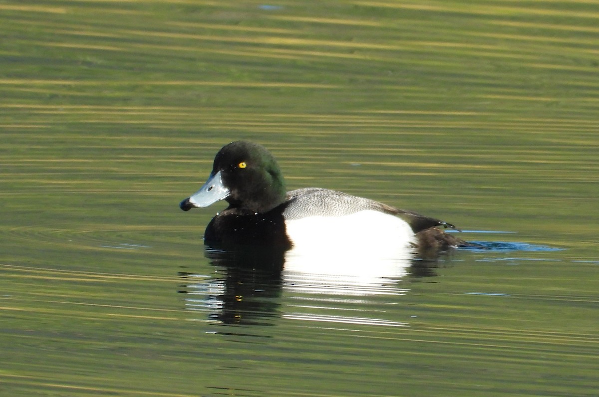 Greater Scaup - ML550707081
