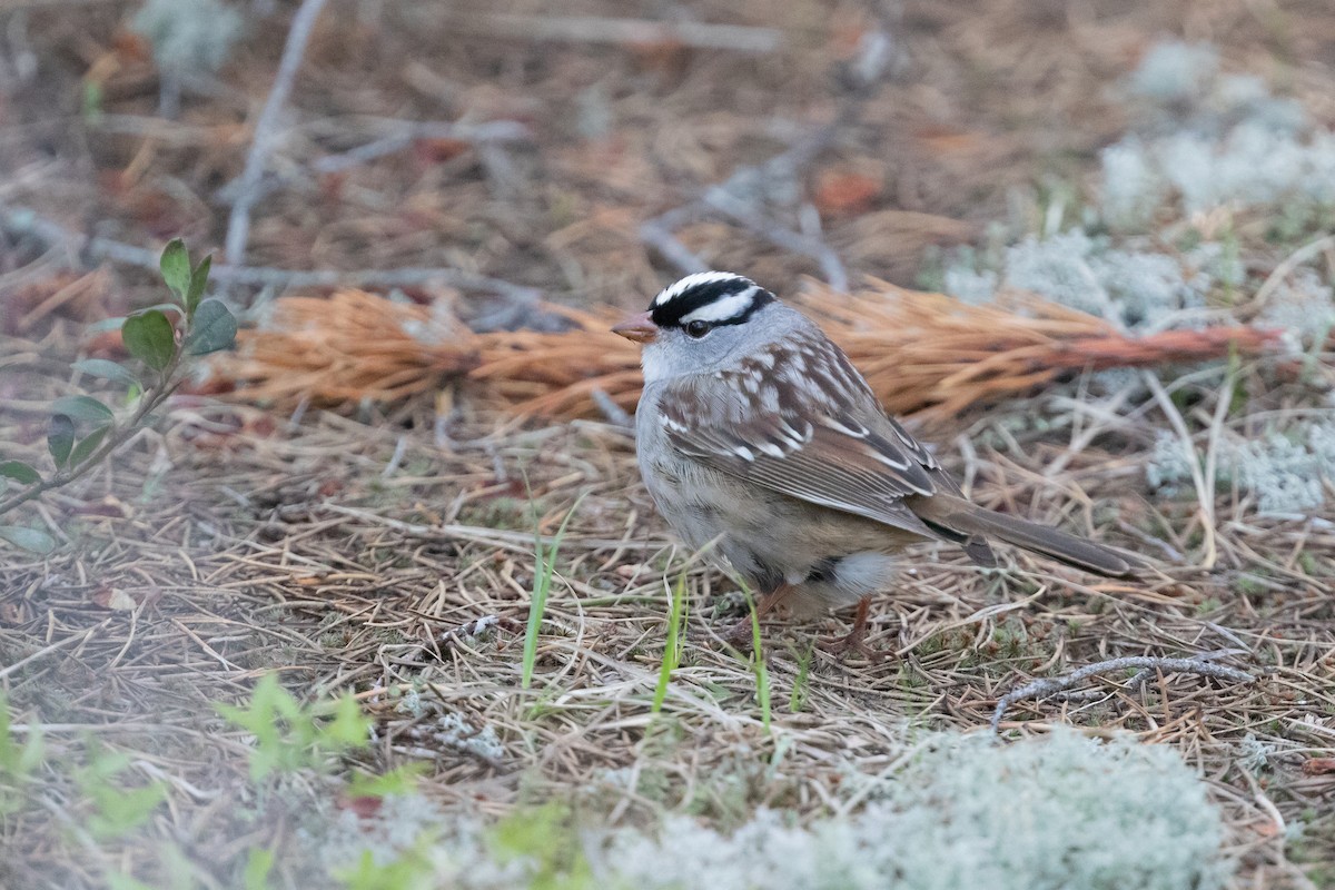 White-crowned Sparrow - ML550708761