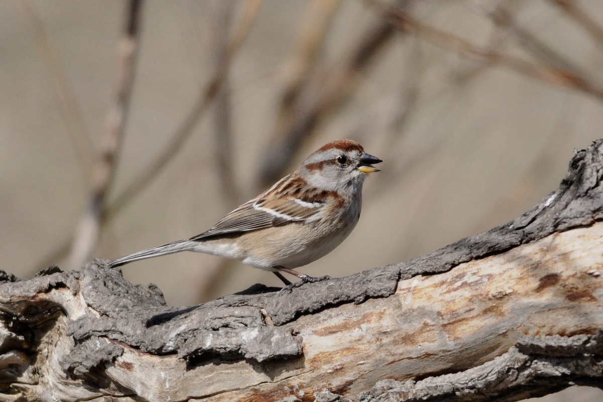 American Tree Sparrow - ML55070971