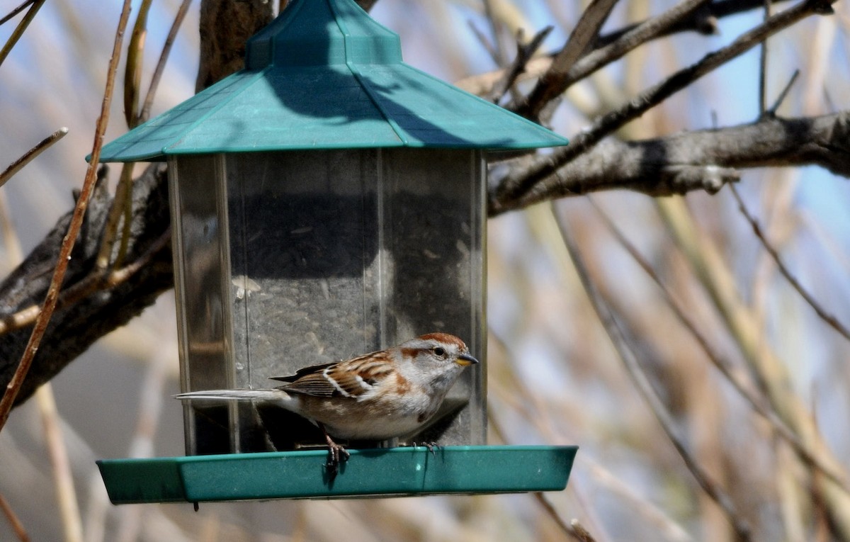 American Tree Sparrow - ML55070991