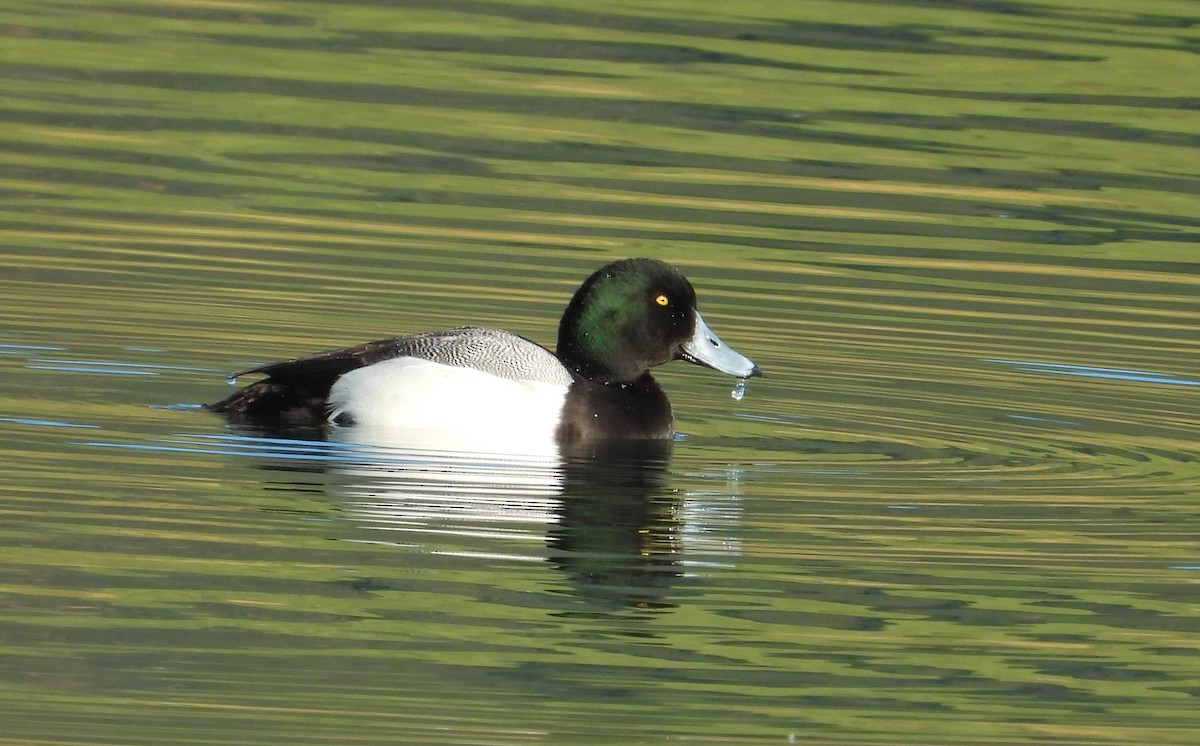 Greater Scaup - ML550711611