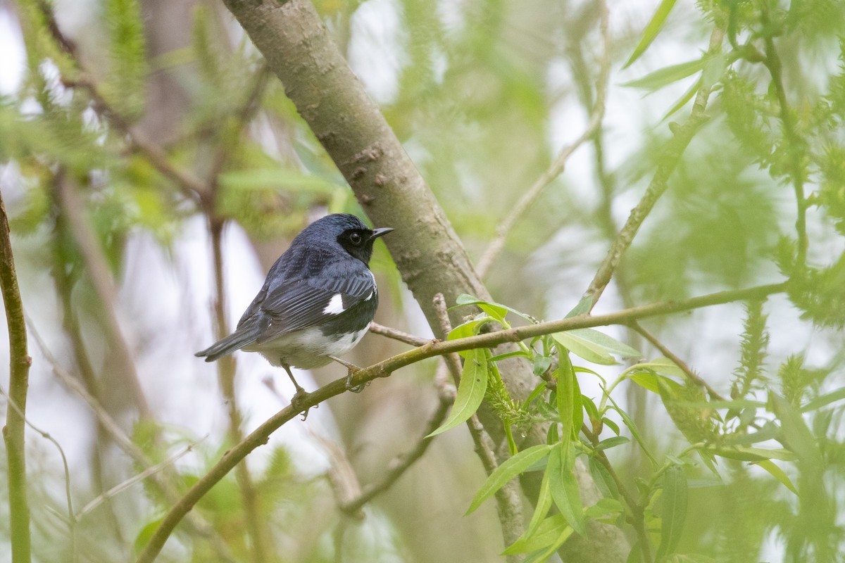 Black-throated Blue Warbler - ML550722061