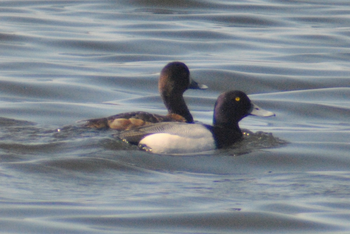 Greater Scaup - ML55072821