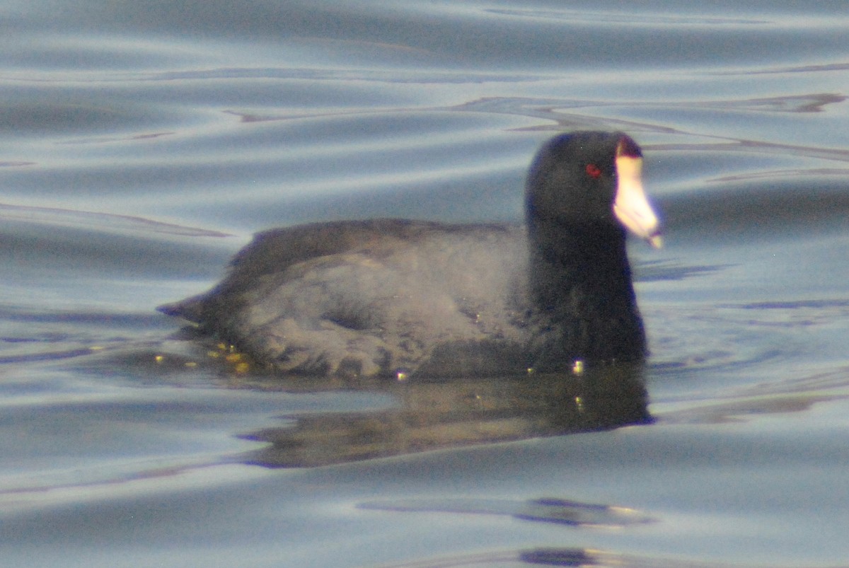 American Coot (Red-shielded) - ML55072941