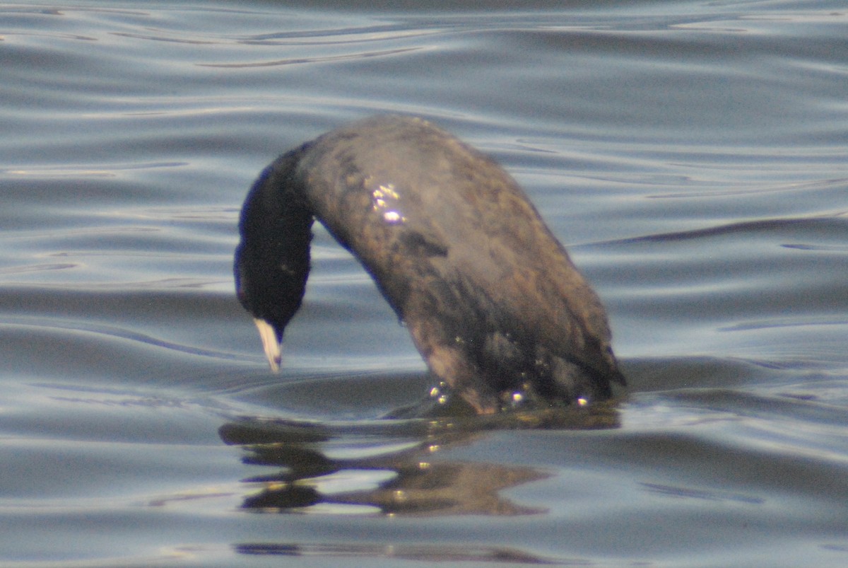 American Coot (Red-shielded) - ML55072951