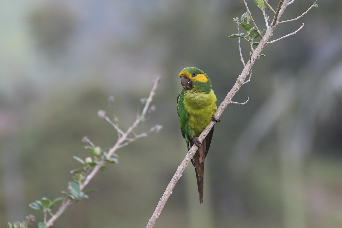 Yellow-eared Parrot - ML550729951