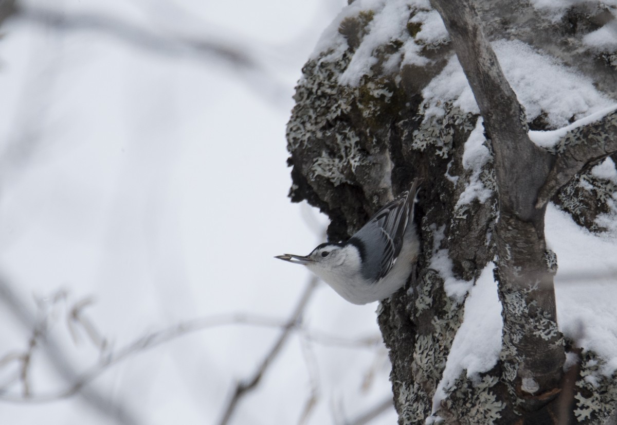 White-breasted Nuthatch - Nathalie Gagne