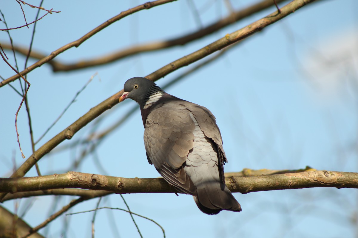 Common Wood-Pigeon - ML550732701