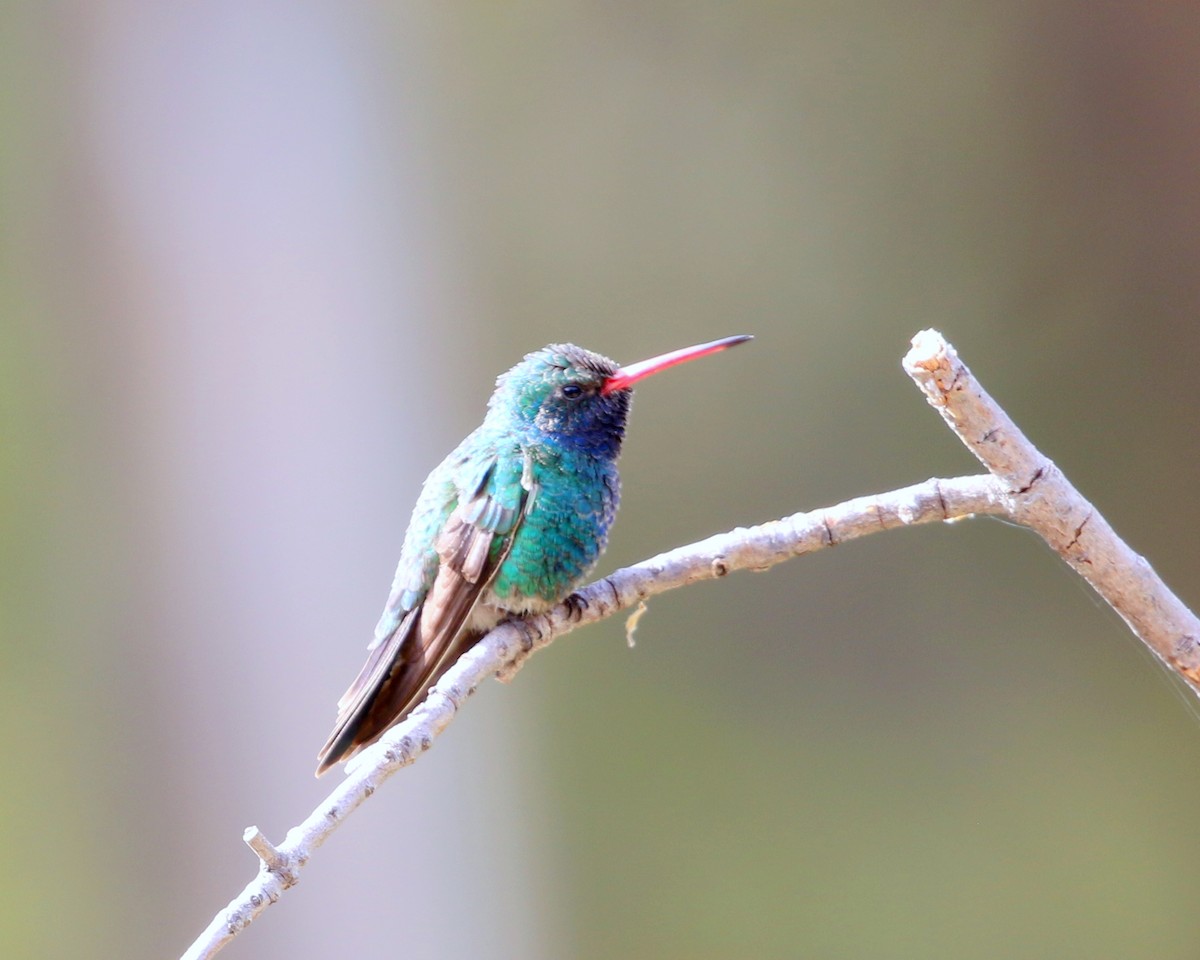 Broad-billed Hummingbird - ML550737961