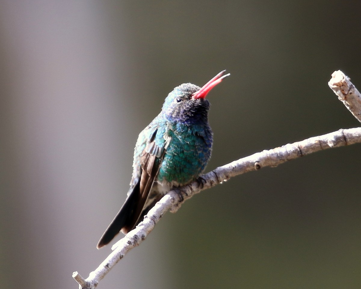 Broad-billed Hummingbird - ML550738321