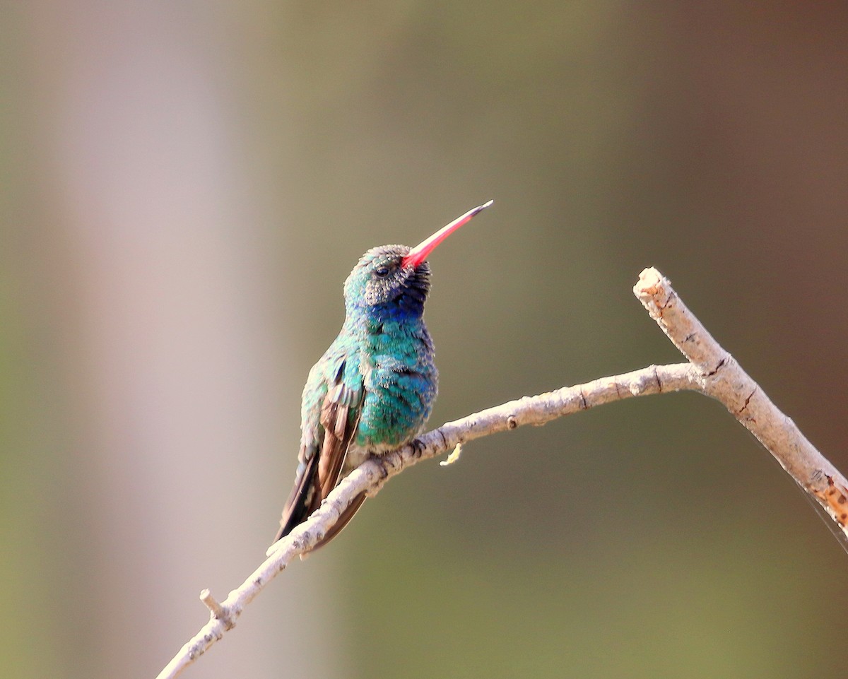 Broad-billed Hummingbird - ML550738591