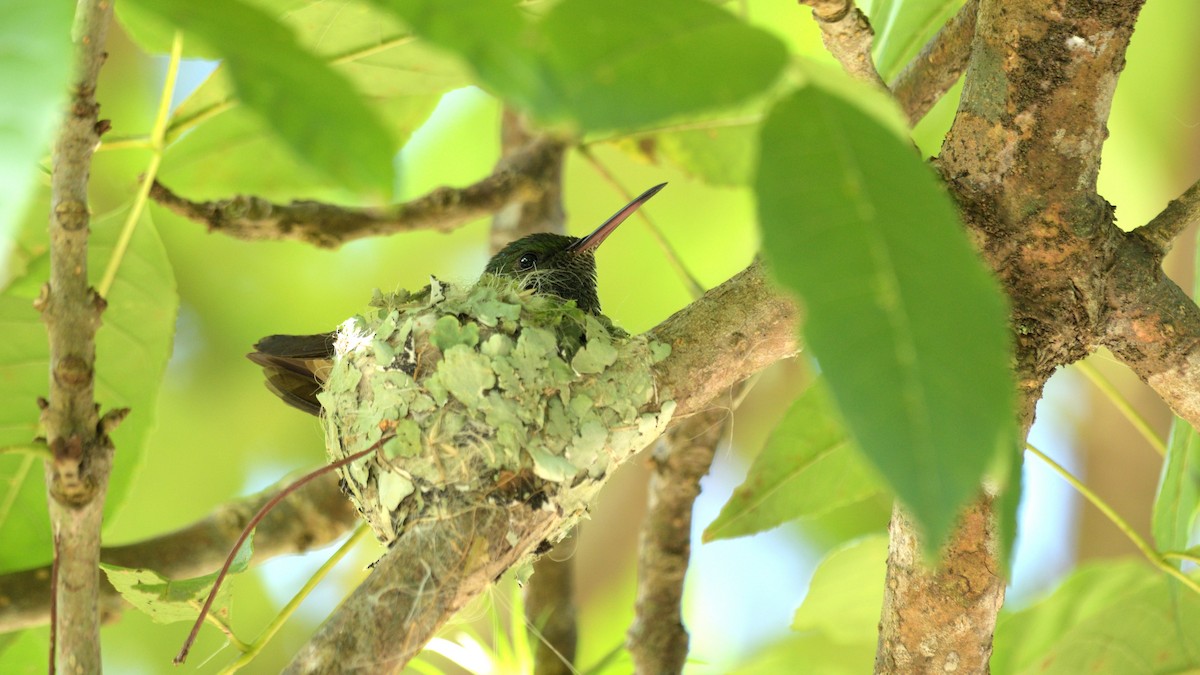 kolibřík zelenobřichý - ML550739921