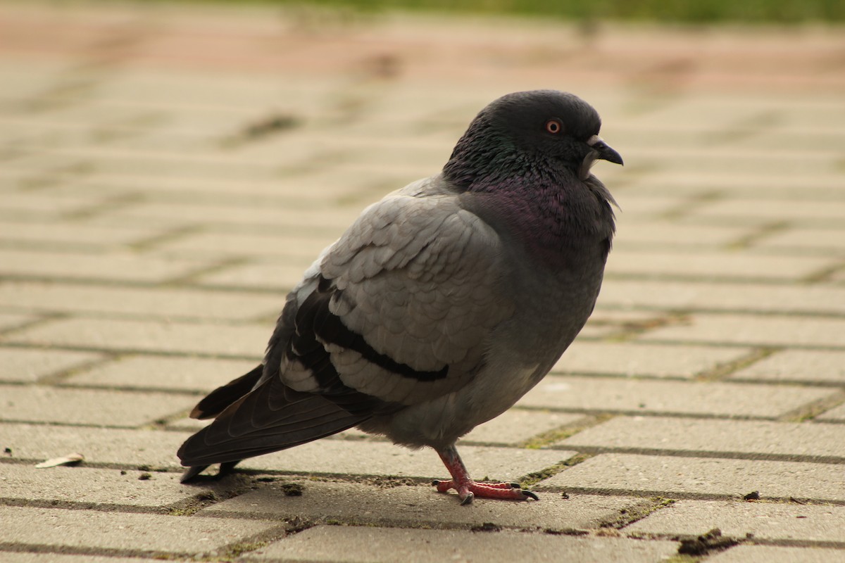 Rock Pigeon - ML550740271