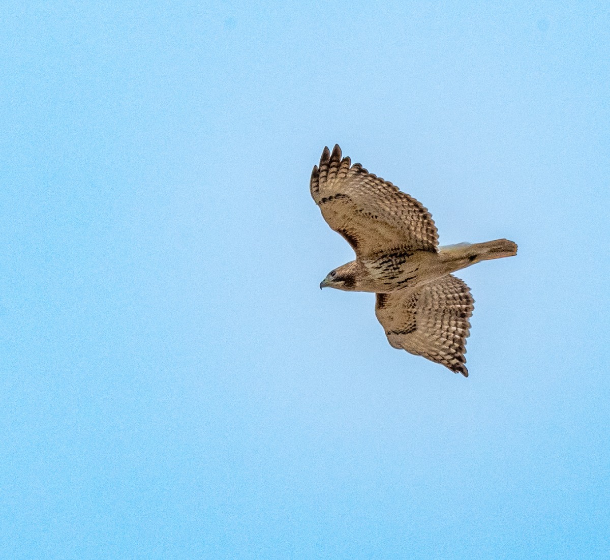 Red-tailed Hawk - ML550740941