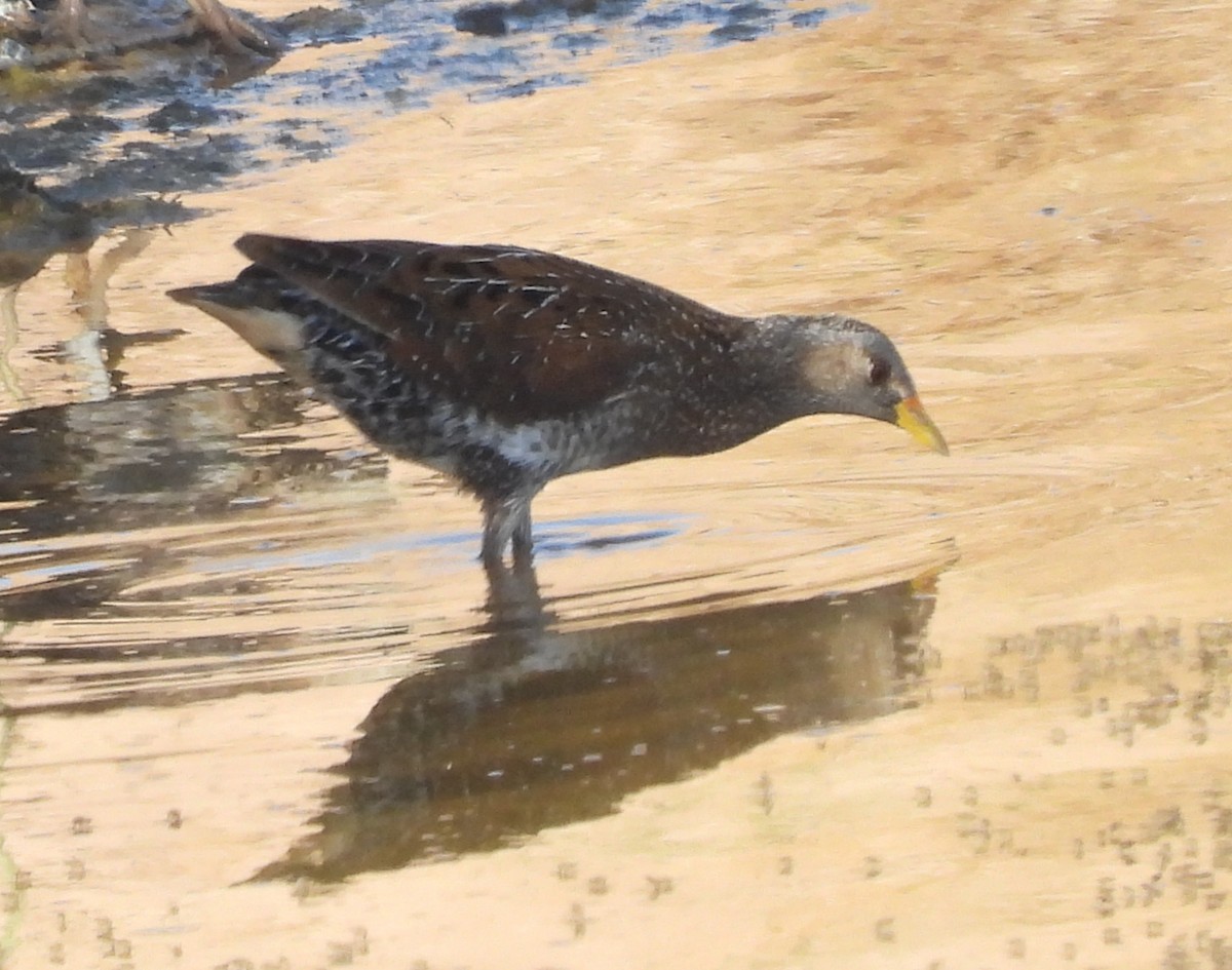 Spotted Crake - ML550747301