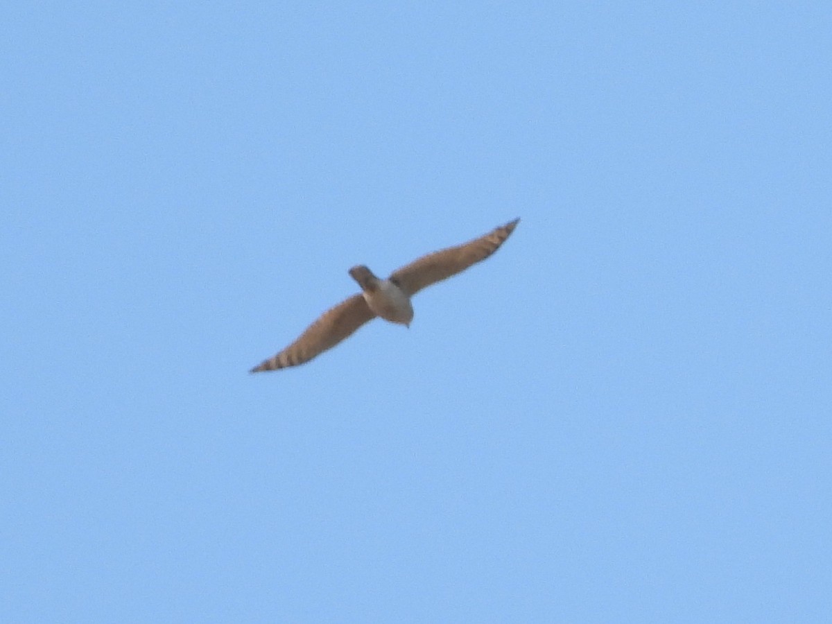 Eurasian Sparrowhawk - ML550747451
