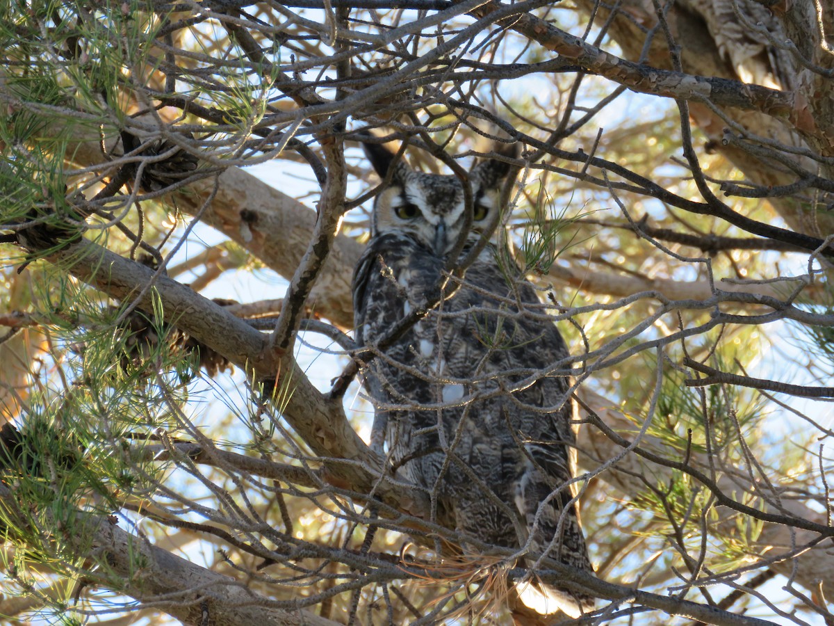 Great Horned Owl - ML550758821