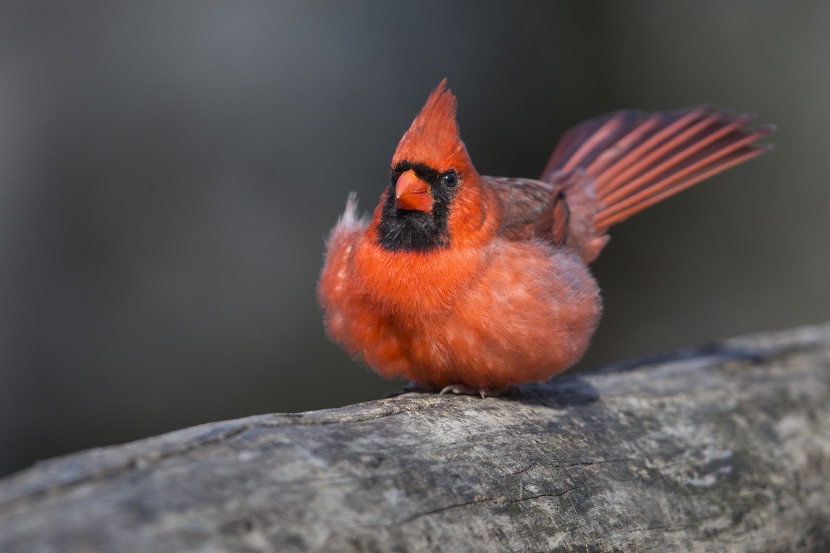 Northern Cardinal (Common) - ML550760481