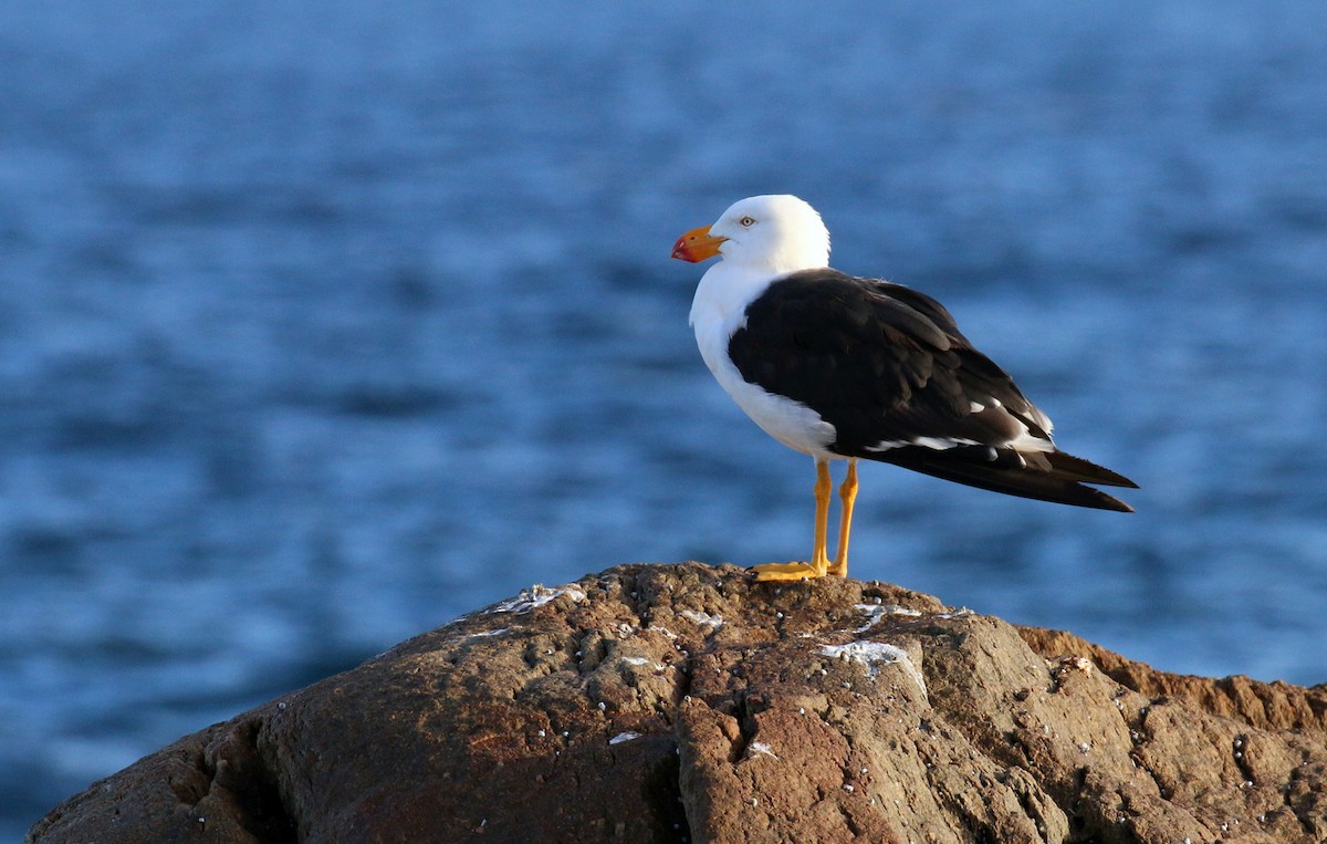 Pacific Gull - Peter Bennet