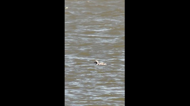 Long-tailed Duck - ML550767251