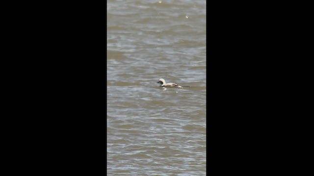 Long-tailed Duck - ML550767291