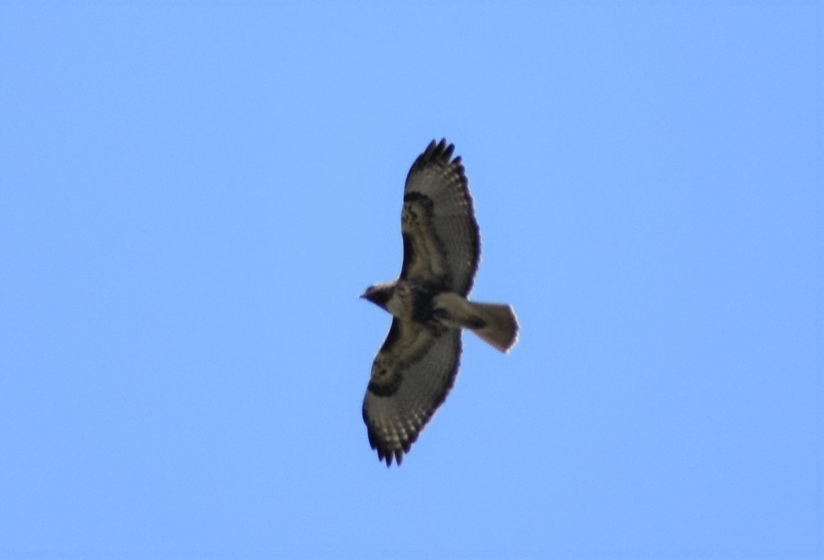 Red-tailed Hawk (abieticola) - ML550768491