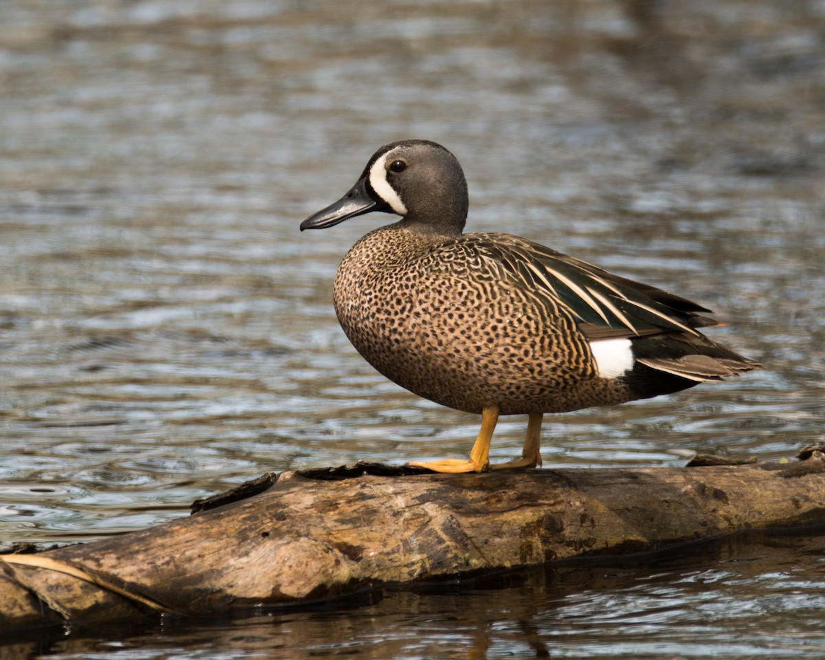 Blue-winged Teal - ML55077871