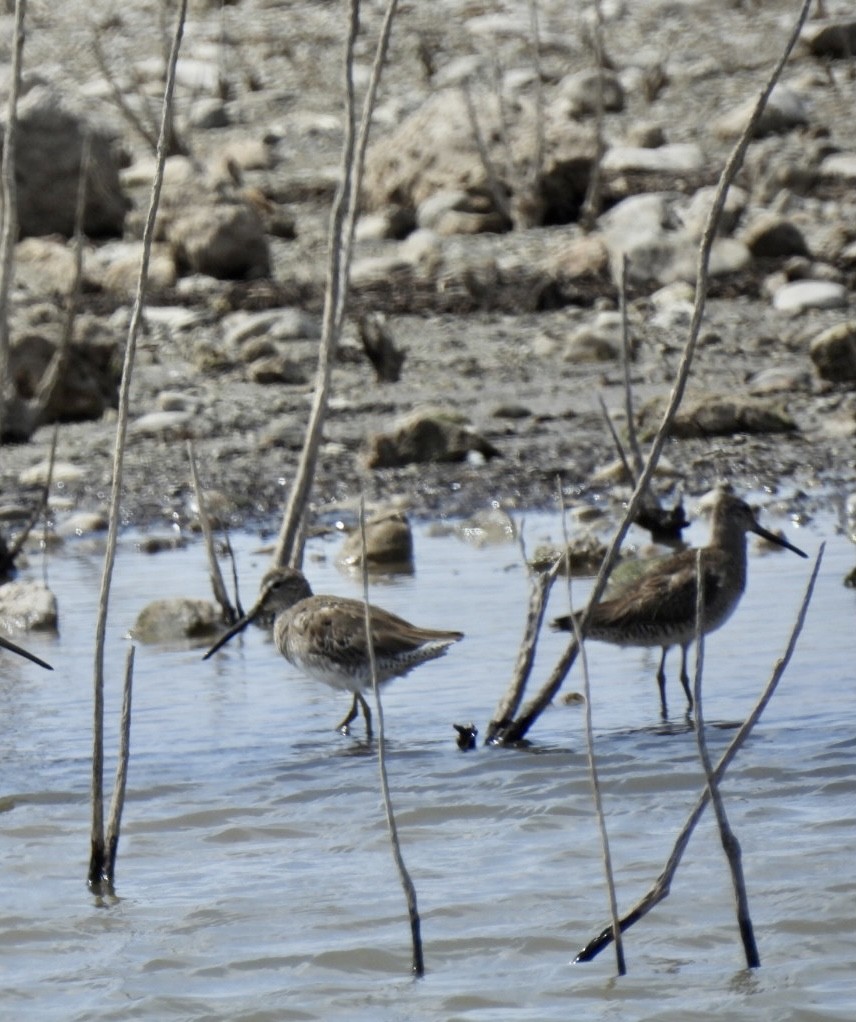 Long-billed Dowitcher - ML550780341