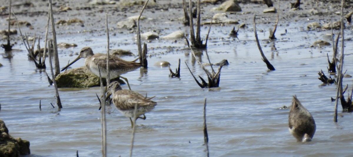 Long-billed Dowitcher - ML550780351