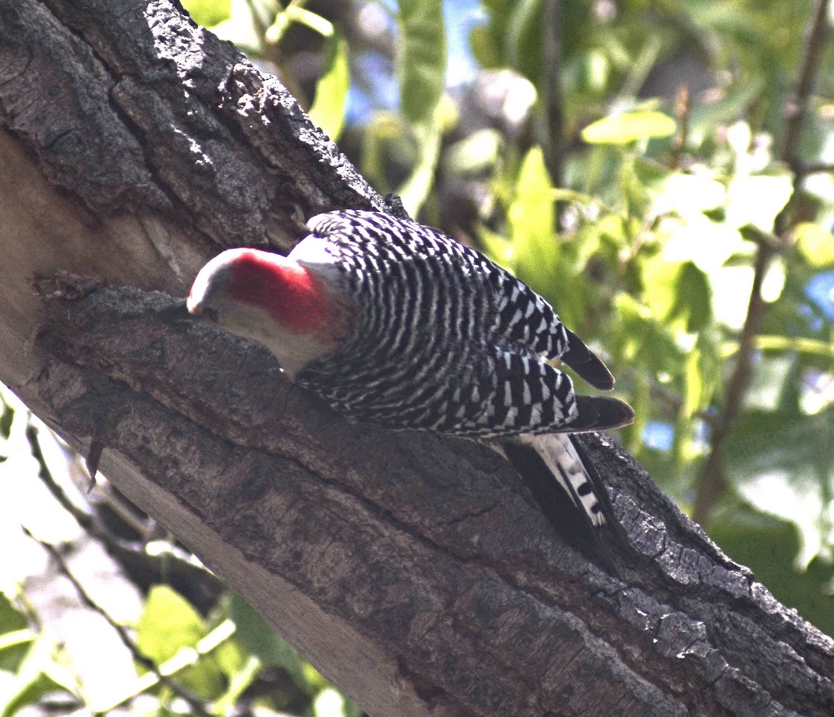 Red-bellied Woodpecker - ML55078121