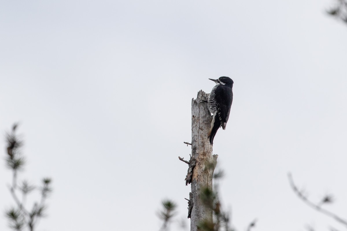 Black-backed Woodpecker - ML550781581