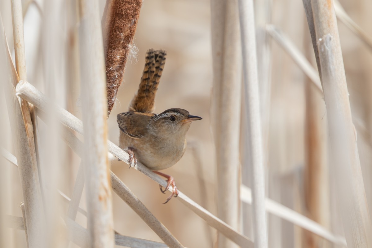 Marsh Wren - Cory Gregory